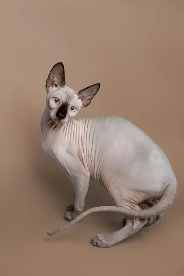 Hairless Sphynx Cats & Kittens for Sale Kiss | Kitten