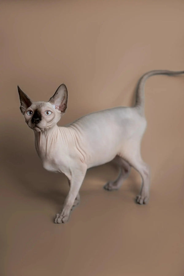 Hairless Sphynx Cats & Kittens for Sale Kiss | Kitten