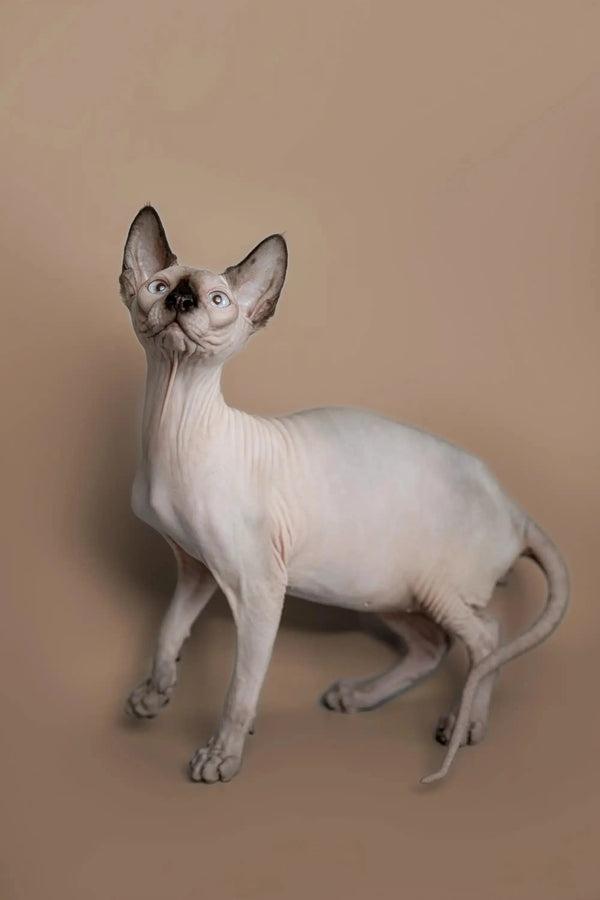Hairless Sphynx Cats & Kittens for Sale Kiss | Kitten