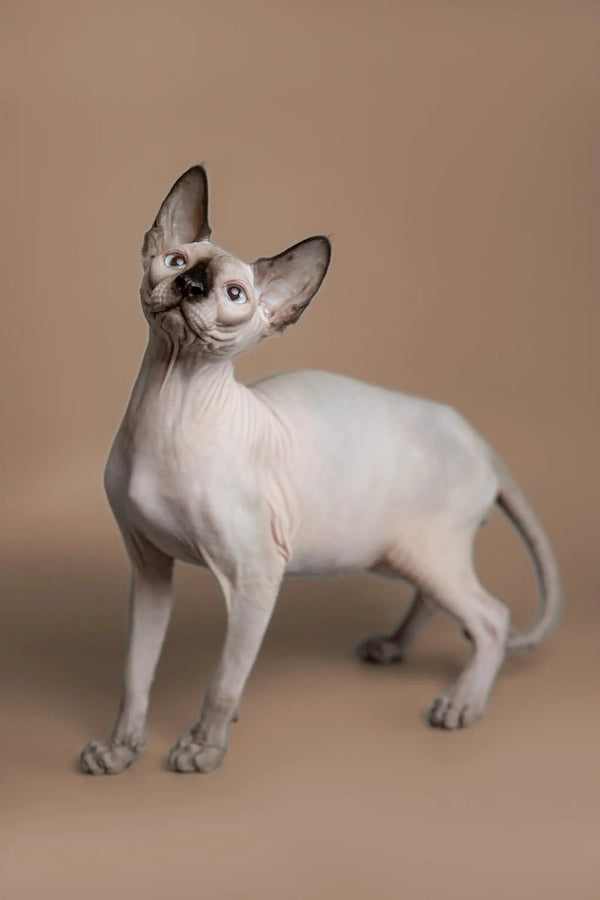 Hairless Sphynx Cats & Kittens for Sale Kiss | Kitten