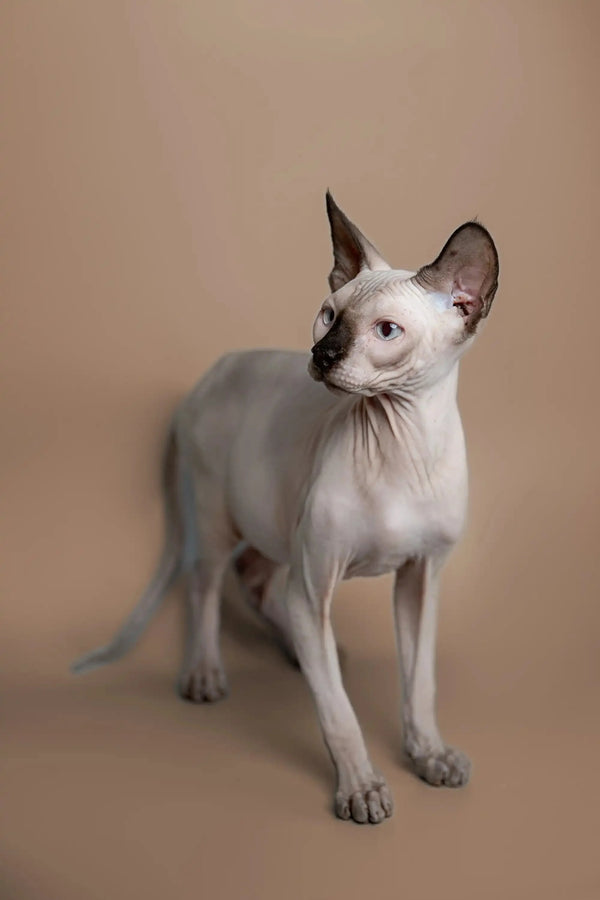 White Siamese cat with blue eyes and big ears, a perfect Sphynx kitten vibe