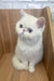 Fluffy white Exotic Shorthair kitten with striking blue eyes for Kitty product