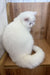 Fluffy white Exotic Shorthair kitten named Kitty looking adorable and playful