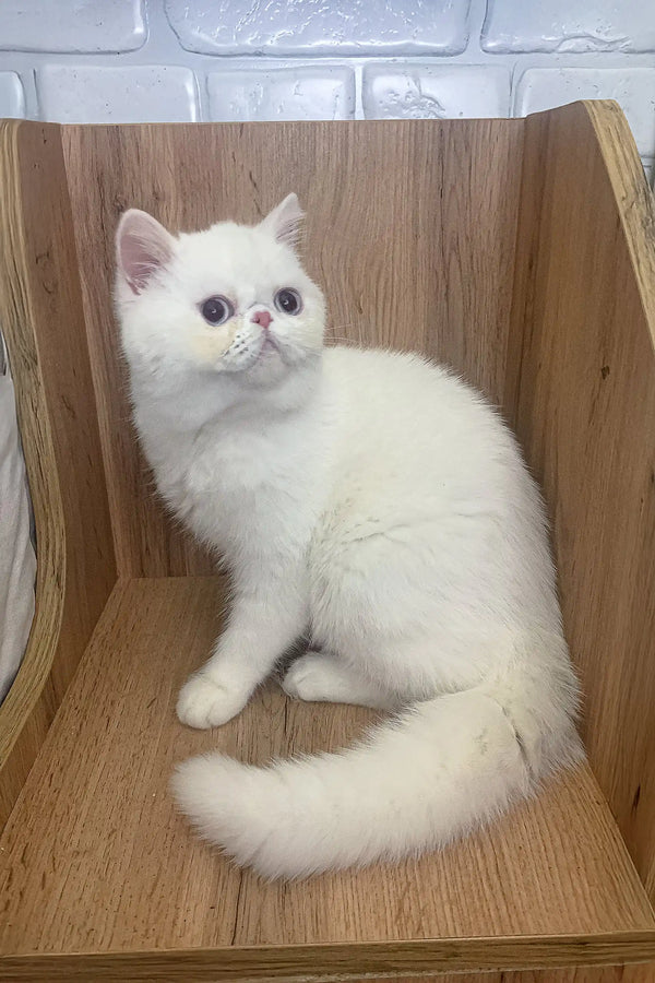 Fluffy white Exotic Shorthair kitten named Kitty looking adorable and playful