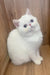 Fluffy white Exotic Shorthair kitten with striking blue eyes named Kitty