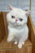 Cute white flat-faced Exotic Shorthair kitten with blue eyes in Kitty product