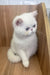 White Persian cat with blue eyes featured in Kitty Exotic Shorthair Kitten product