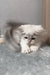 Kizune | munchkin kitten