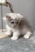 Kizune | munchkin kitten