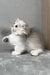 Kizune | munchkin kitten