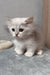 Kizune | munchkin kitten