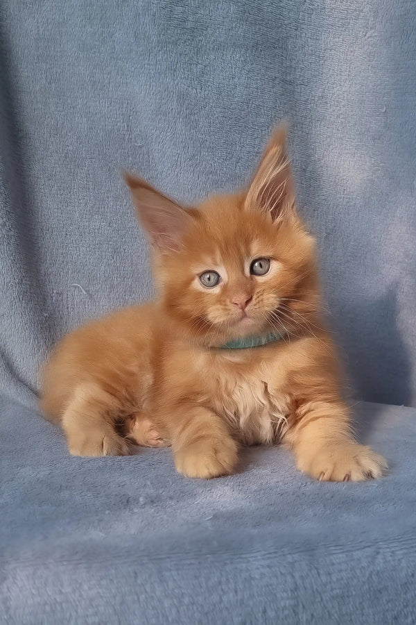 Klaus | maine coon kitten