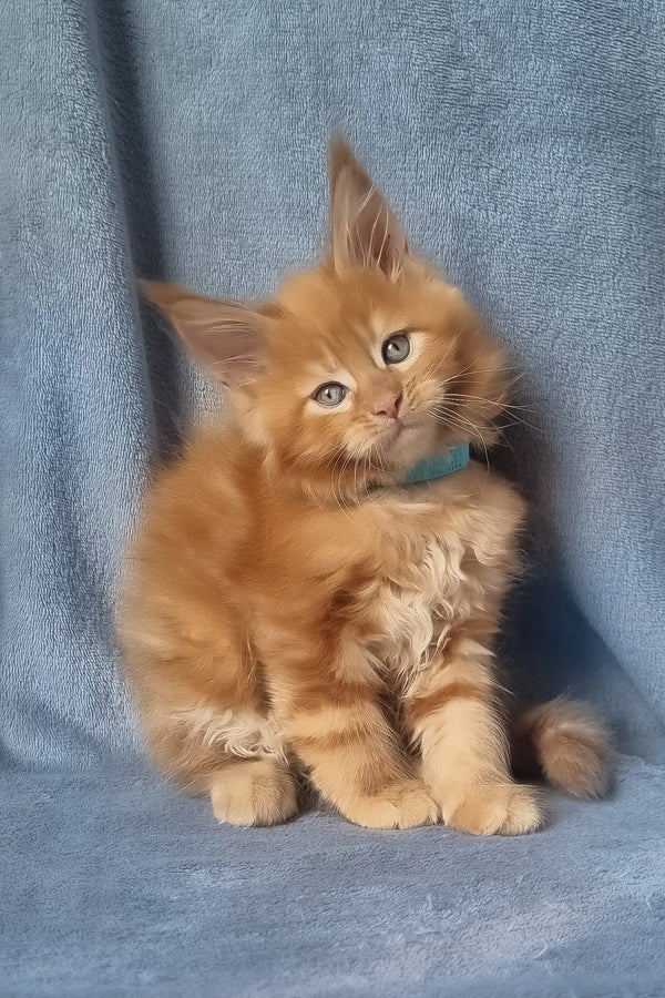Klaus | maine coon kitten