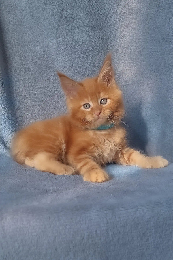 Klaus | maine coon kitten