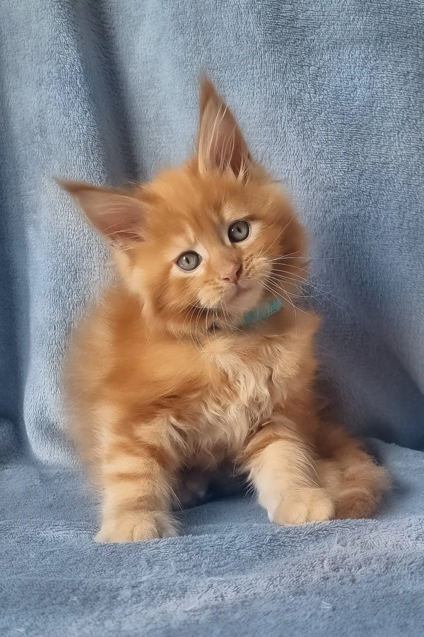Klaus | maine coon kitten