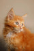 Adorable orange tabby Maine Coon kitten with fluffy fur and bright eyes