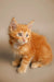 Adorable orange tabby Maine Coon kitten Klaus with fluffy fur and bright eyes