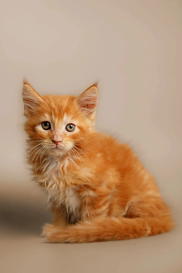 Adorable orange tabby Maine Coon kitten with fluffy fur and bright eyes