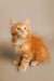 Adorable Maine Coon kitten Klaus with fluffy orange fur and bright eyes