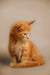 Fluffy ginger Maine Coon kitten sitting upright, showcasing adorable personality