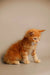 Orange tabby kitten tilting its head, perfect for a Maine Coon kitten vibe