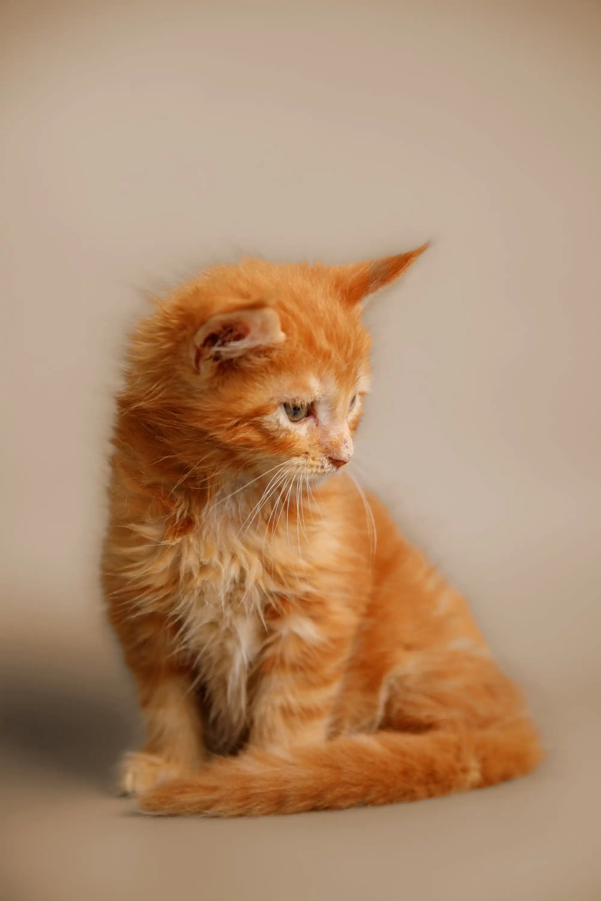 Maine Coon Kittens for Sale Klaus | Kitten