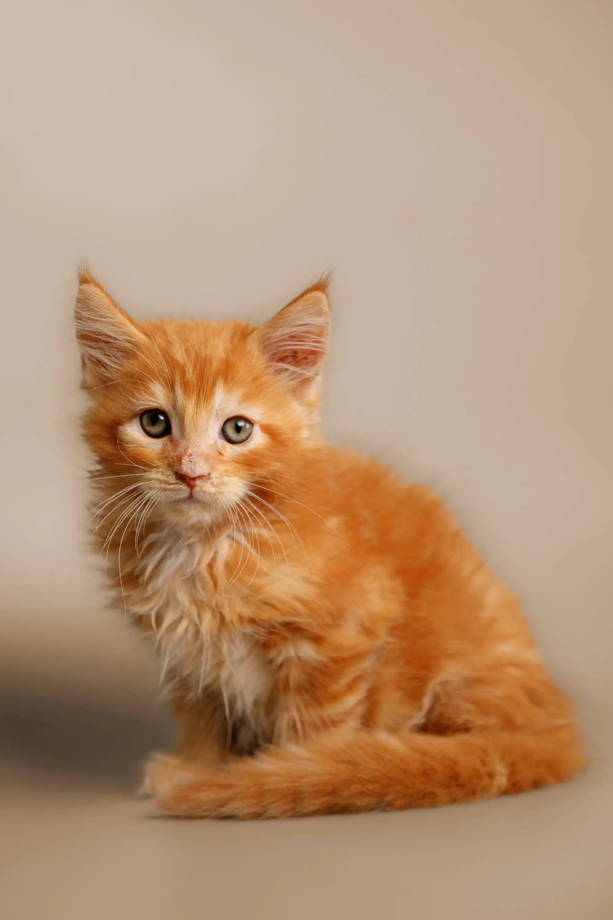Maine Coon Kittens for Sale Klaus | Kitten