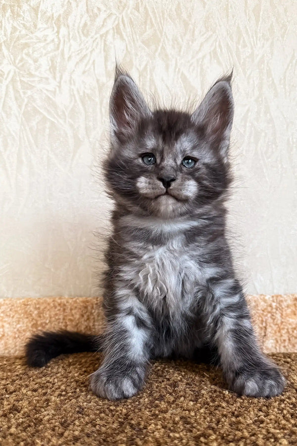 Klays | maine coon kitten