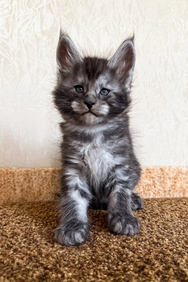 Klays | maine coon kitten