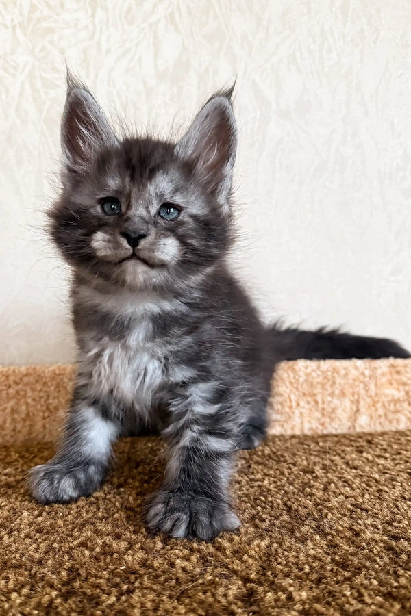Klays | maine coon kitten