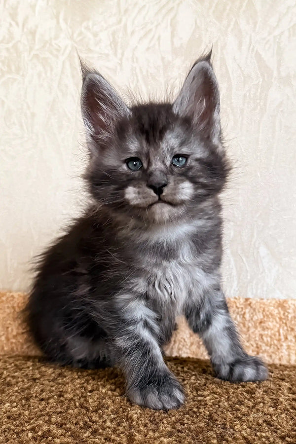 Klays | maine coon kitten