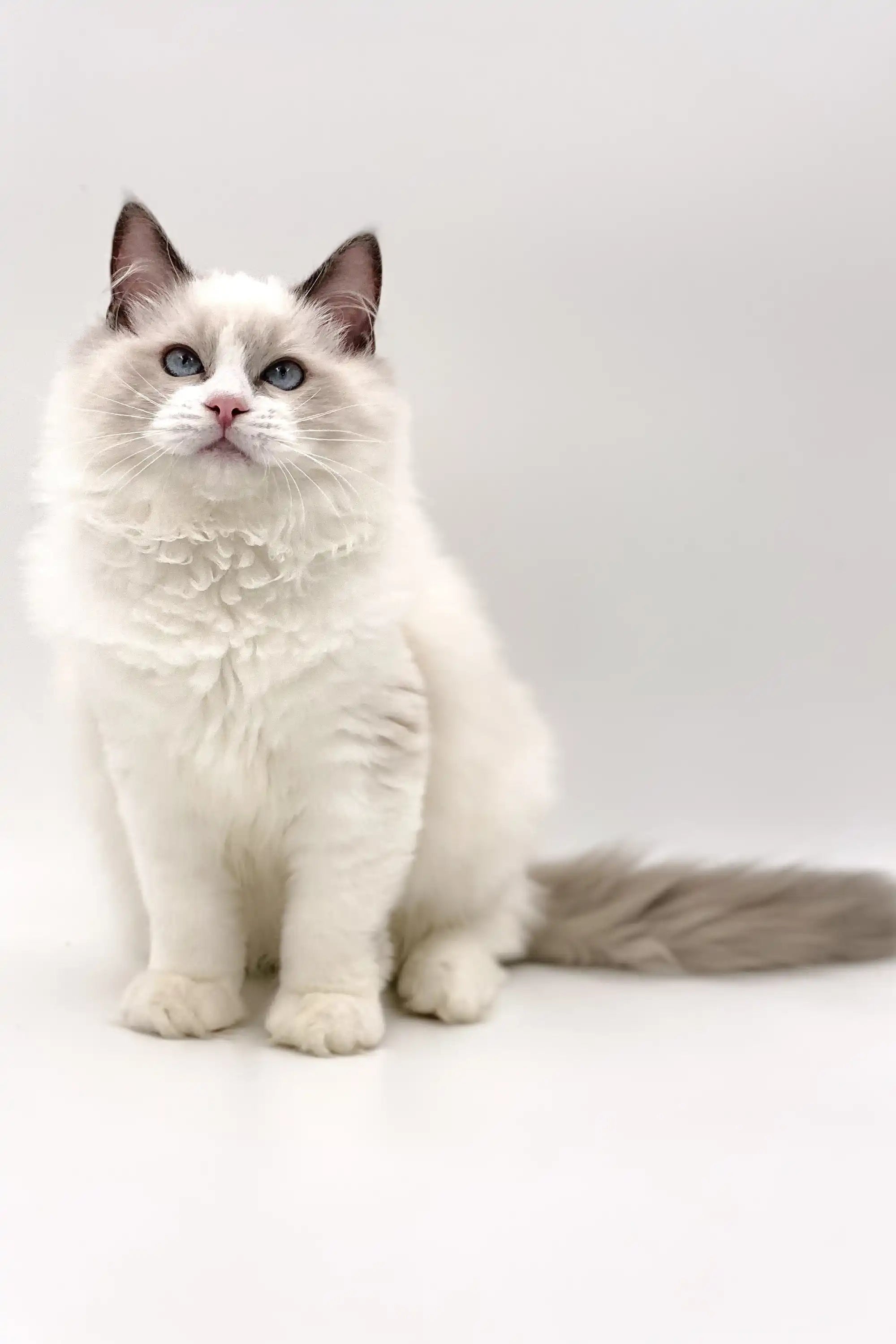 Ragdoll Kittens & Cats For Sale Kleo | Kitten