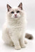 White fluffy male Ragdoll kitten with stunning blue bicolor eyes, named Kleo