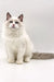 White fluffy Ragdoll kitten with blue bicolor eyes sitting upright, cute male