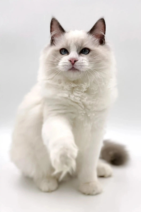 White fluffy male Ragdoll kitten with blue bicolor eyes sitting upright