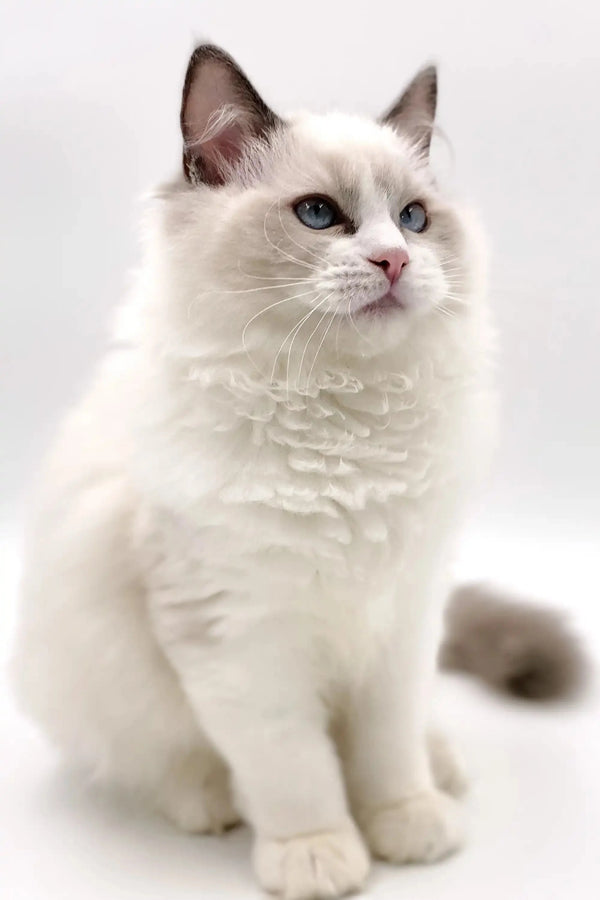 White fluffy Ragdoll kitten with blue eyes sitting upright, perfect for cuddles