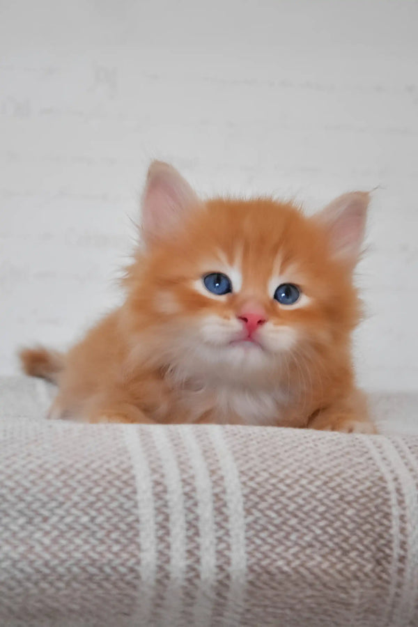 Klim | siberian kitten