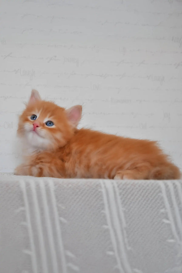 Klim | siberian kitten