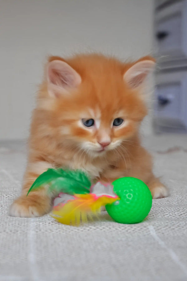 Klim | siberian kitten