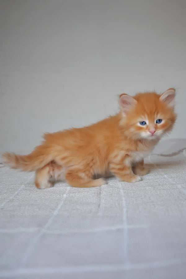 Klim | siberian kitten