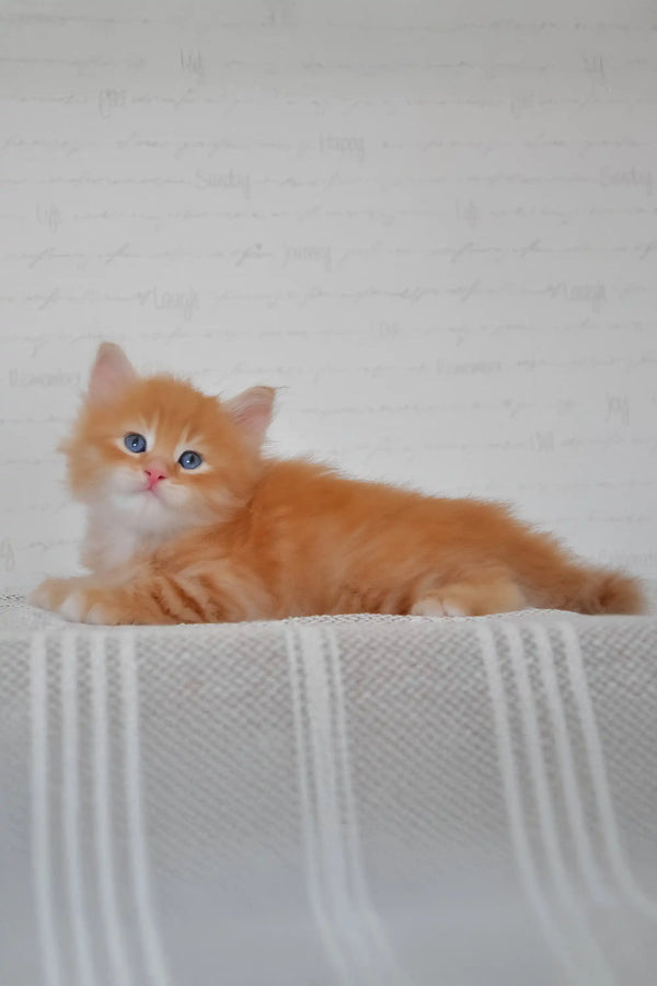 Klim | siberian kitten