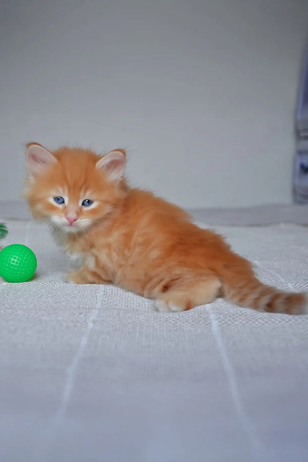 Klim | siberian kitten