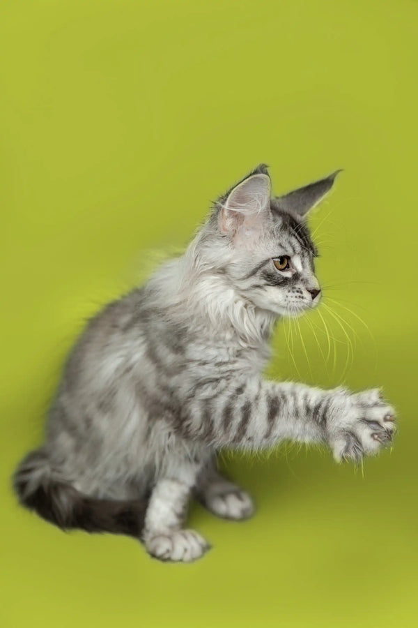 Gray tabby Maine Coon kitten with one paw raised against a solid backdrop
