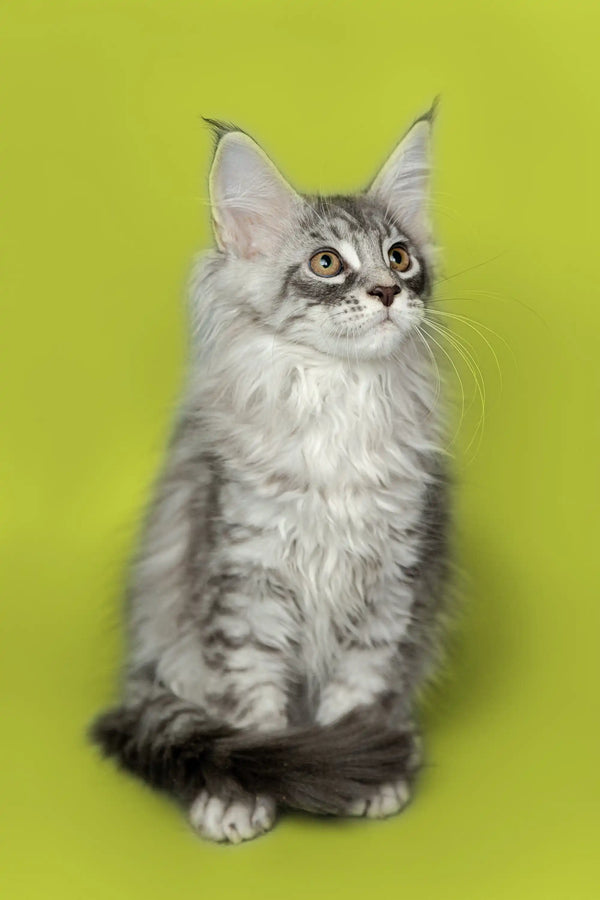 Long-haired gray tabby Maine Coon kitten Koda sitting upright with an alert look
