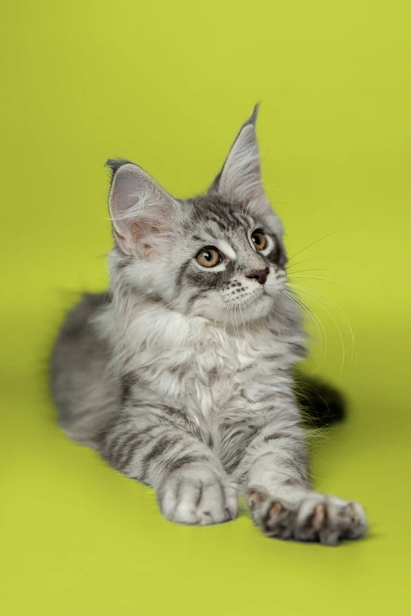 Gray and white Maine Coon kitten with ear tufts from Koda, perfect Coon kitten buddy