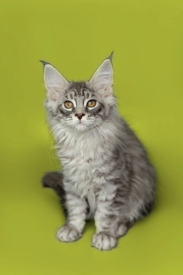 Gray and white Maine Coon kitten with ear tufts and alert look for Koda product