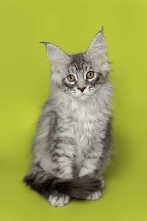 Gray and white Maine Coon kitten with ear tufts, perfect for Koda Maine Coon lovers