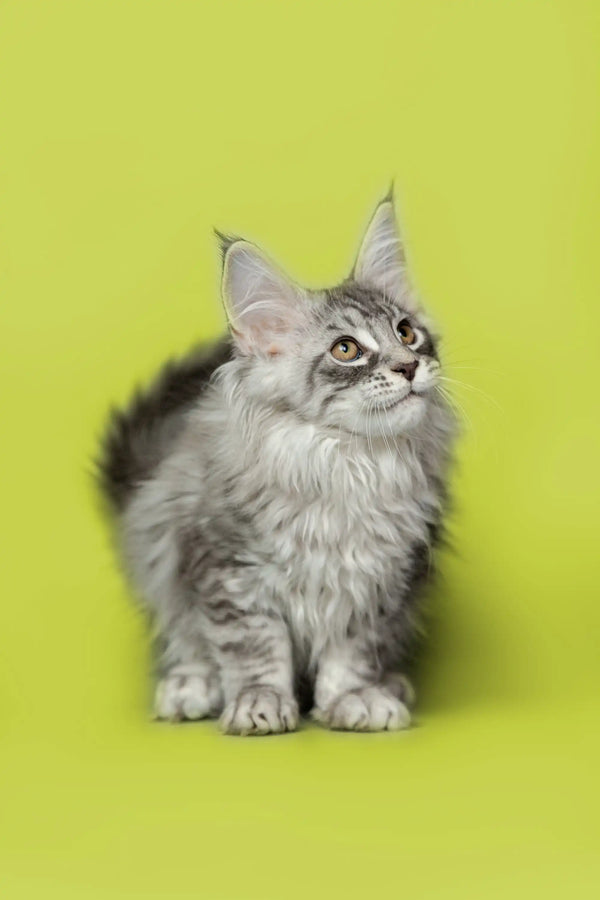 Fluffy gray Maine Coon kitten with ear tufts featured in Koda Maine Coon product