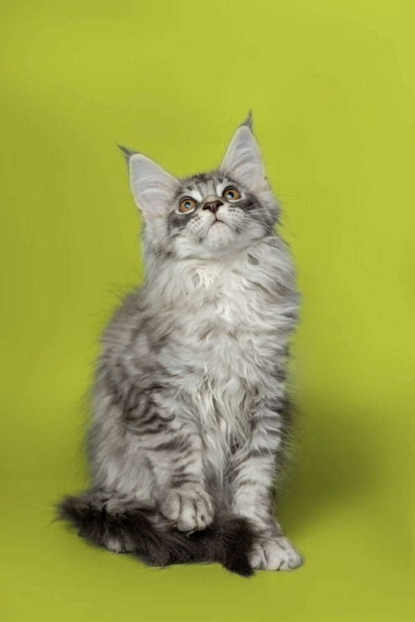 Fluffy gray Maine Coon kitten with ear tufts, perfect for Koda’s collection