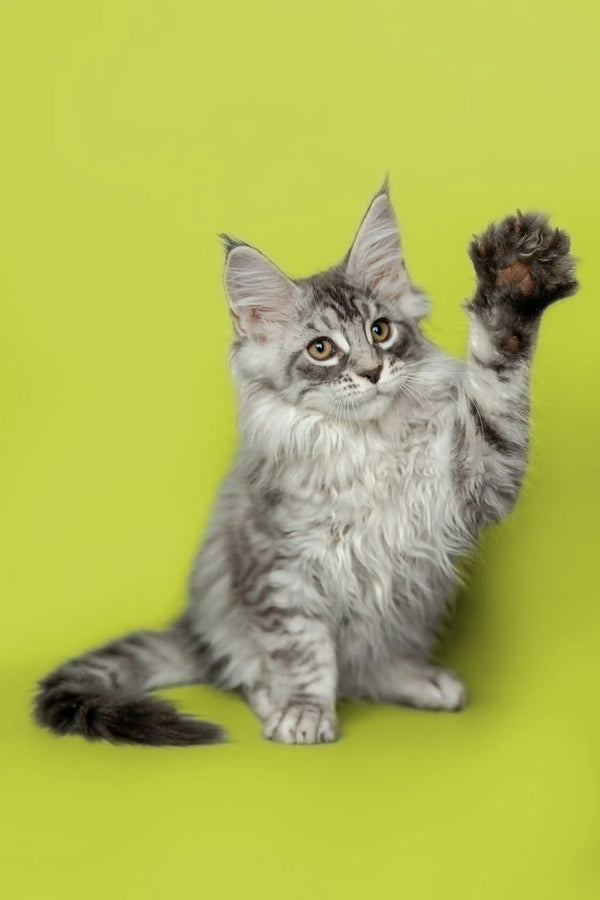 Gray and white Maine Coon kitten with one paw raised, showcasing its playful nature